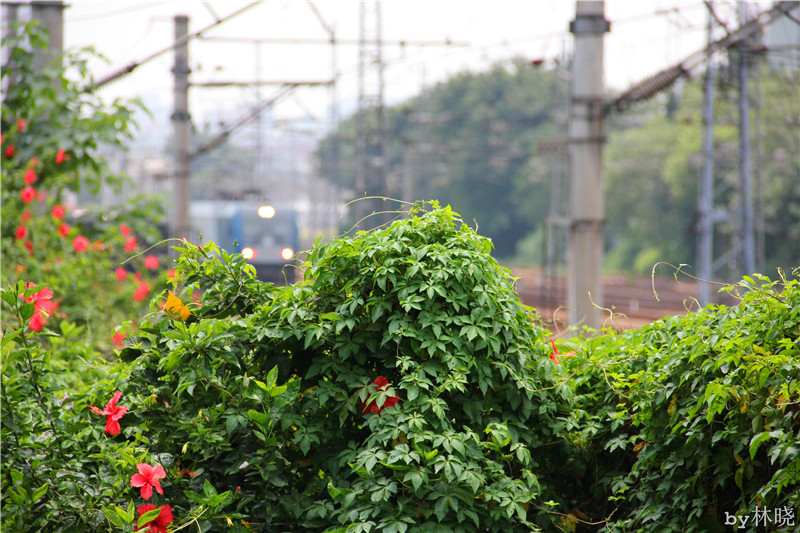 <h4>'IMG_2874_zps9f5cff96' 5184 x 3456 | Canon EOS 550D | 2013-08-11 11:51:13</h4>